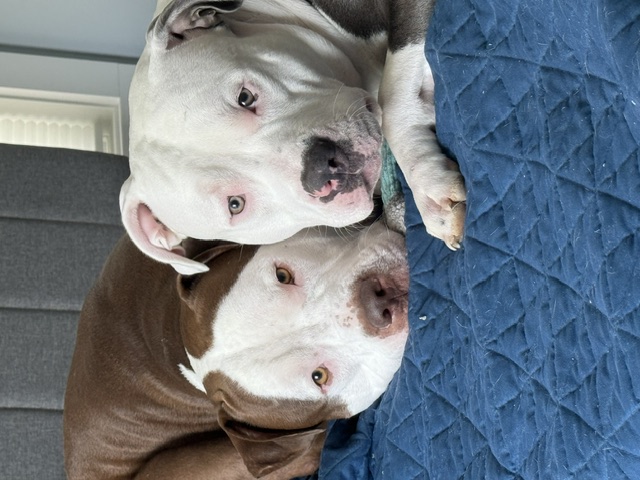 Griffin and Leo, the two MEG pittie mixes